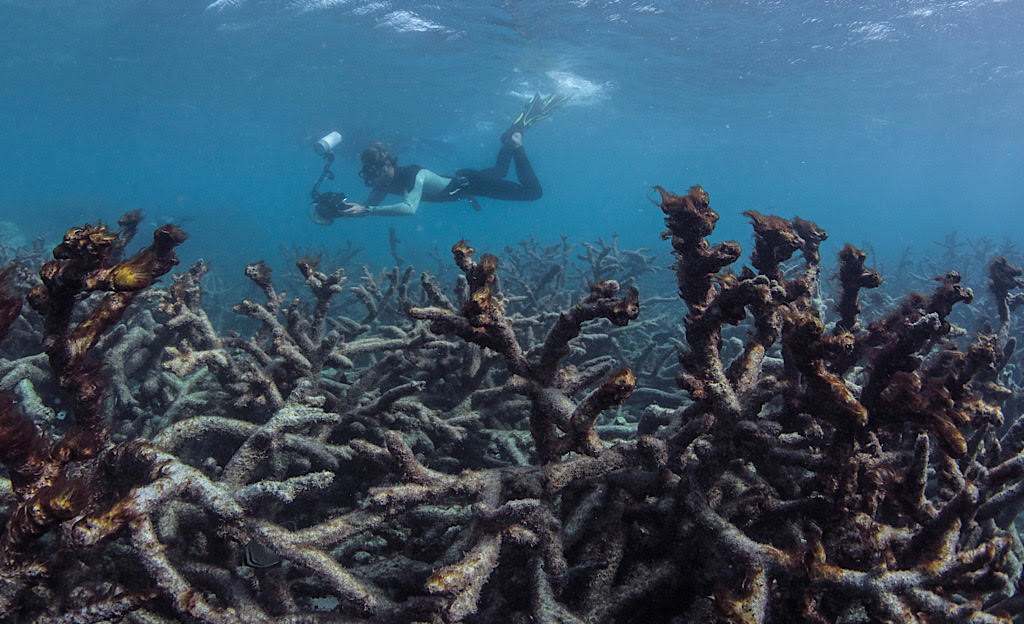 World Reef Awareness Day