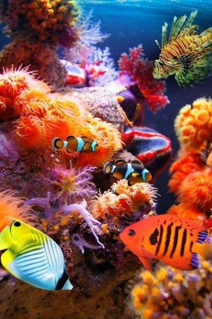 World Wildlife Day- Life below water
